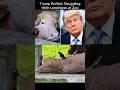 Trump Buffalo Struggling With Loneliness at Zoo