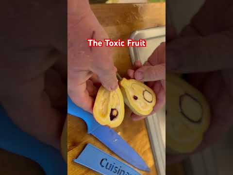 The Jamaican National Fruit The Ackee Is Toxic Yet Delicious How Is That Possible Read On