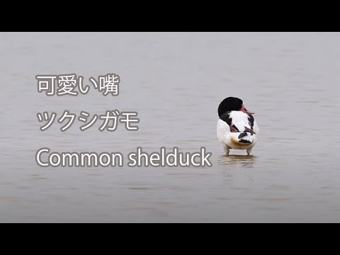 【可愛い嘴】ツクシガモ Common shelduck