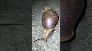 Shy Japanese Snail