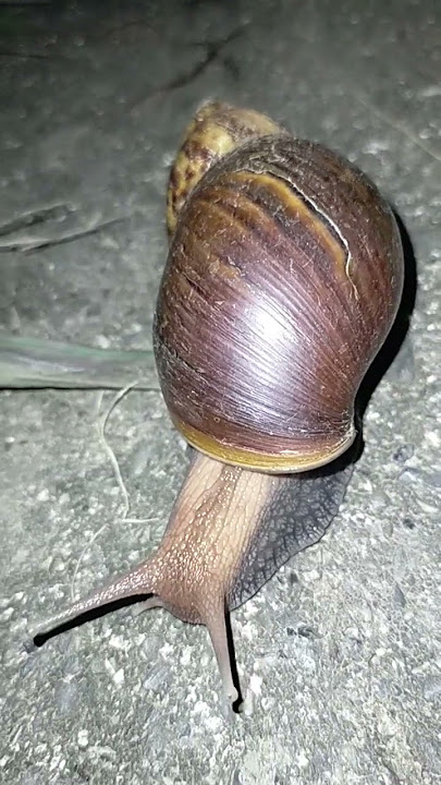 😂SHY JAPANESE SNAIL 😂