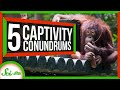 Curious Orangutans and 4 Other Animals a Bit Different in Captivity