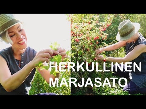 Kaikki pihan marjakasvit Muhevaiselta | Terveyttä, iloa ja voimaa!