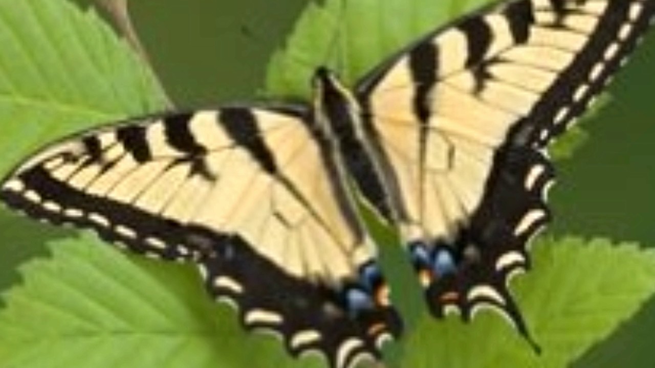 mesmerizing facts about the very pretty tiger swallowtail butterfly
