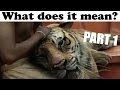 Life of Pi - Analysis - Part 1