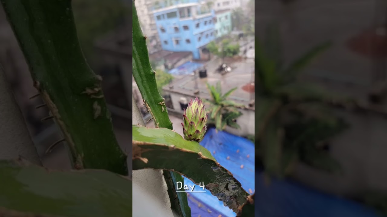 Time lapse Dragon fruit flower 🌺🌺🌺 #nature #viral #garden #viralshorts