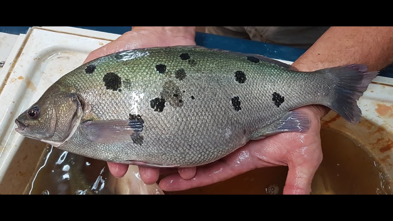 250 000 Jade Perch Filmed Under Water Youtube
