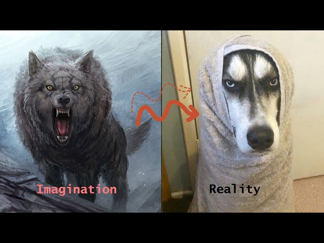 Animal Expectations Vs Reality | Try To Be Cool But Eh Tik Tok class=
