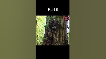 The 10 Largest Trees in the World Part 9