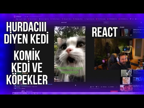 Elraenn Reacting Komik Kedi Köpek Videoları