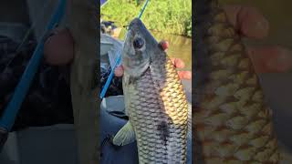 piau 3 pintas #pescaria #pesca #pescaesportiva #pescador