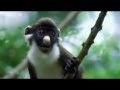 Funny Animals - Make You Laugh like Hell | Animal tube