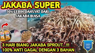 🔴 JAKABA SUPER...!! cara memancing jakaba mudah & cepat anti gagal 100% berhasil #infopertaniancabe