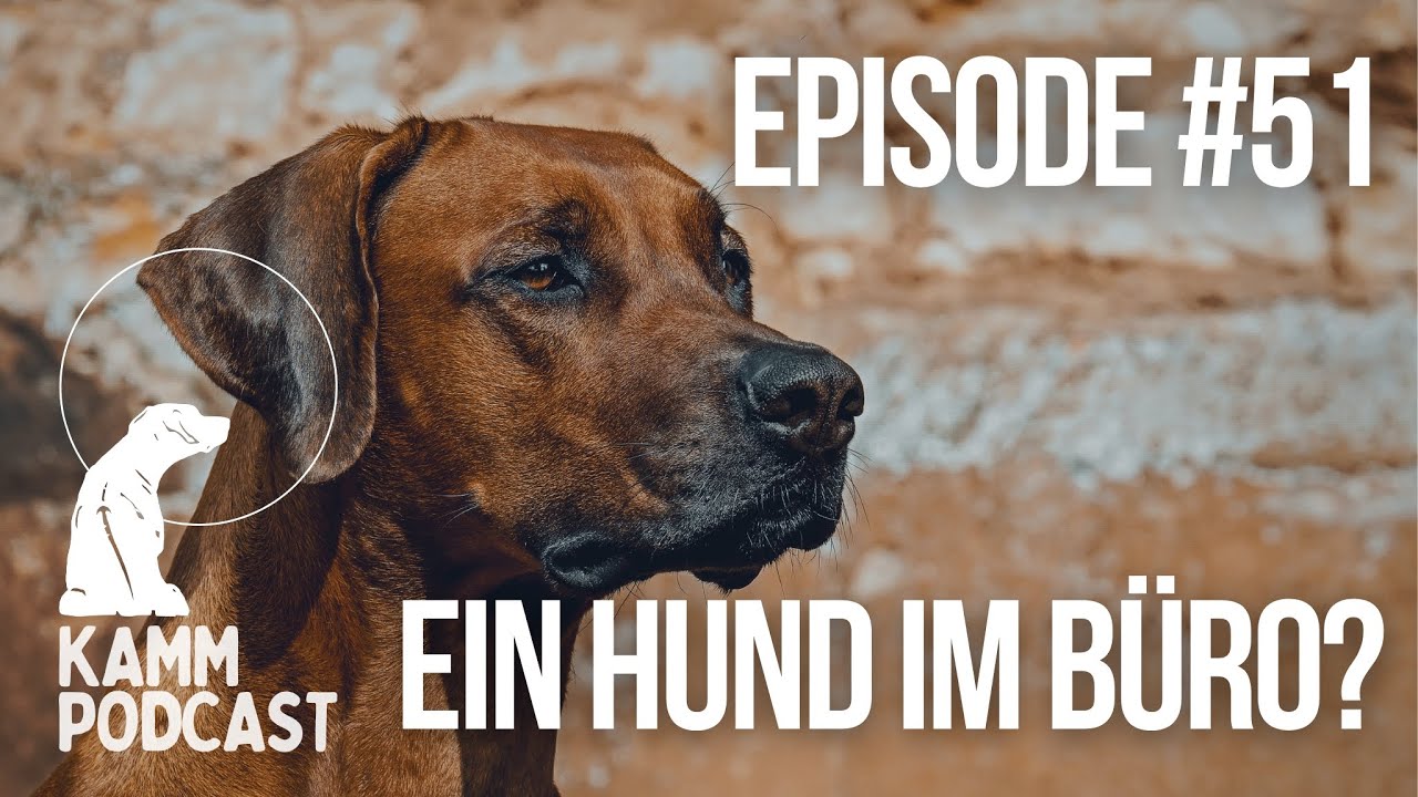 Kamm Nr. 51 Windhund – Mittel/grob, Chrom-Finish, 19 Cm Gesamtlänge