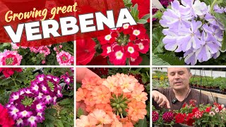 Growing Beautiful Verbena Flowers - and a Tour of Blooms