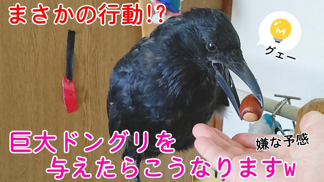 巨大ドングリ カラスに巨大なドングリを与えたらこうなったw 犬猫のリアクションも必見です カラス 四つ足トリオ Youtube