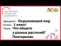 1 класс. Окружающий мир. Что общего у разных растений? Повторение