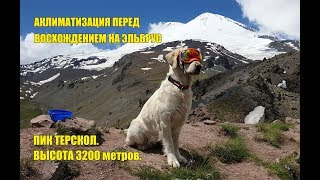 Подъем с собакой на пик Терскол к обсерватории. Классический маршрут восхождения на Эльбрус