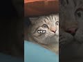 Why Cats Follow You