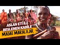 Aslan Eti İle Beslenen Kabile: Masai Maralılar