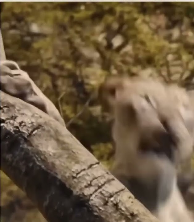 Mufasa the lion King elephant stampede part three(All rights go to Disney!￼)￼