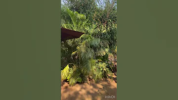 Cafés Of South Goa Patnem Goa 