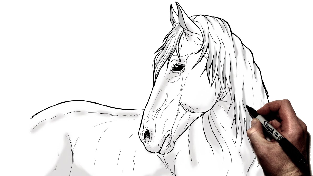 Horse Drawing Step by Step - Art Starts