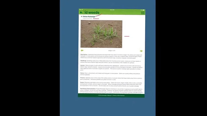 App Tutorial for ID Weeds by Amber Mock
