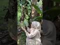 Gadis cantik berhijab panen mangga