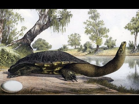 camera iphone 8 plus apk Australian Turtle Conservation - ABC Radio