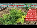 ПОДКОРМКИ садовых КУСТАРНИКОВ в мае