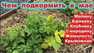 ПОДКОРМКИ садовых КУСТАРНИКОВ в мае