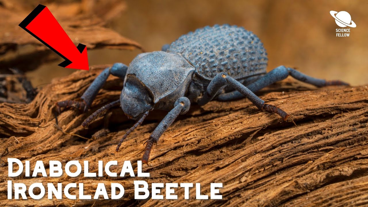 The diabolical ironclad beetle can survive getting run over by a car ...