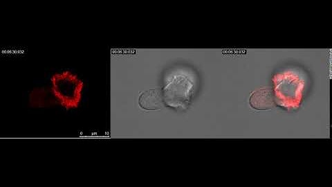 Immune Synapse Formation-Actin mCherry