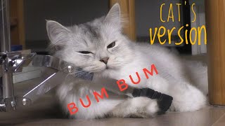 CAT'S version BUM BUM Mohamed Ramadan | What your cat do when you're not home