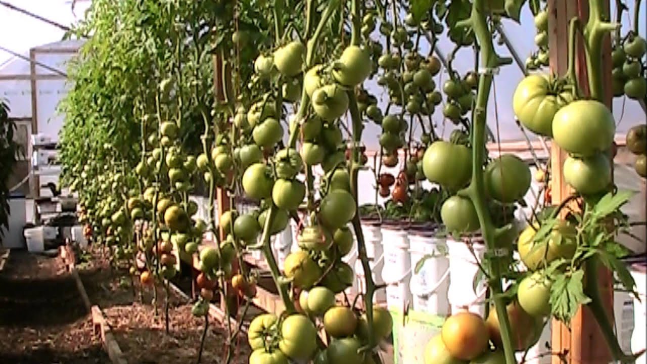 Extreme Tomato Pruning - Something Had to be Done