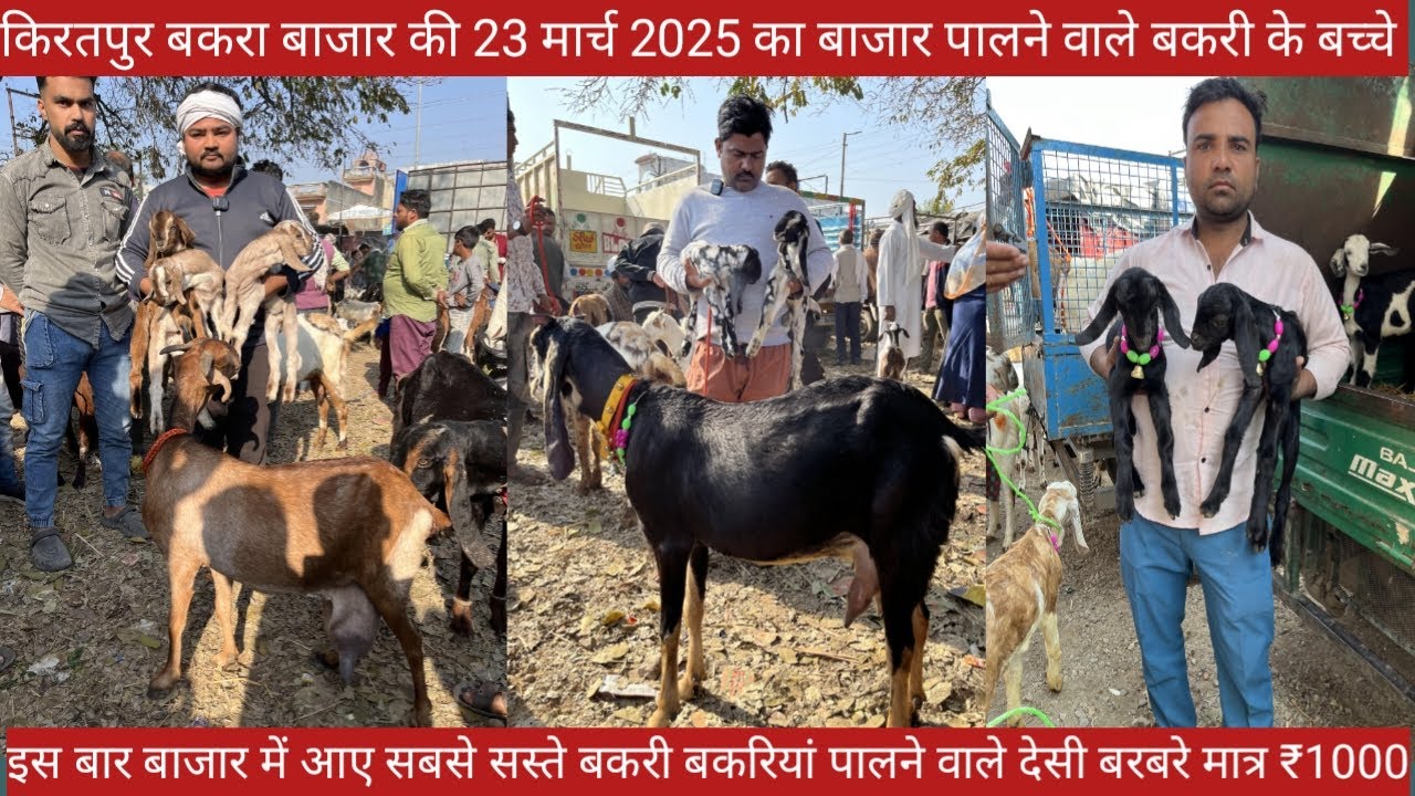 किरतपुर के इतवार बाजार की 23 मार्च 2025 छोटे बच्चों की वीडियो || दूध वाली बकरियां 3 बच्चों वाली बकरि