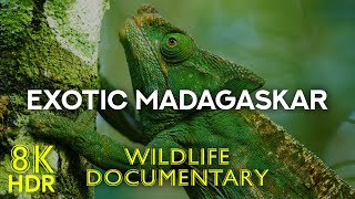 Exotic Animals of MADAGASCAR  Lemurs & Colorful Chameleons  Wildlife Documentary 8K HDR