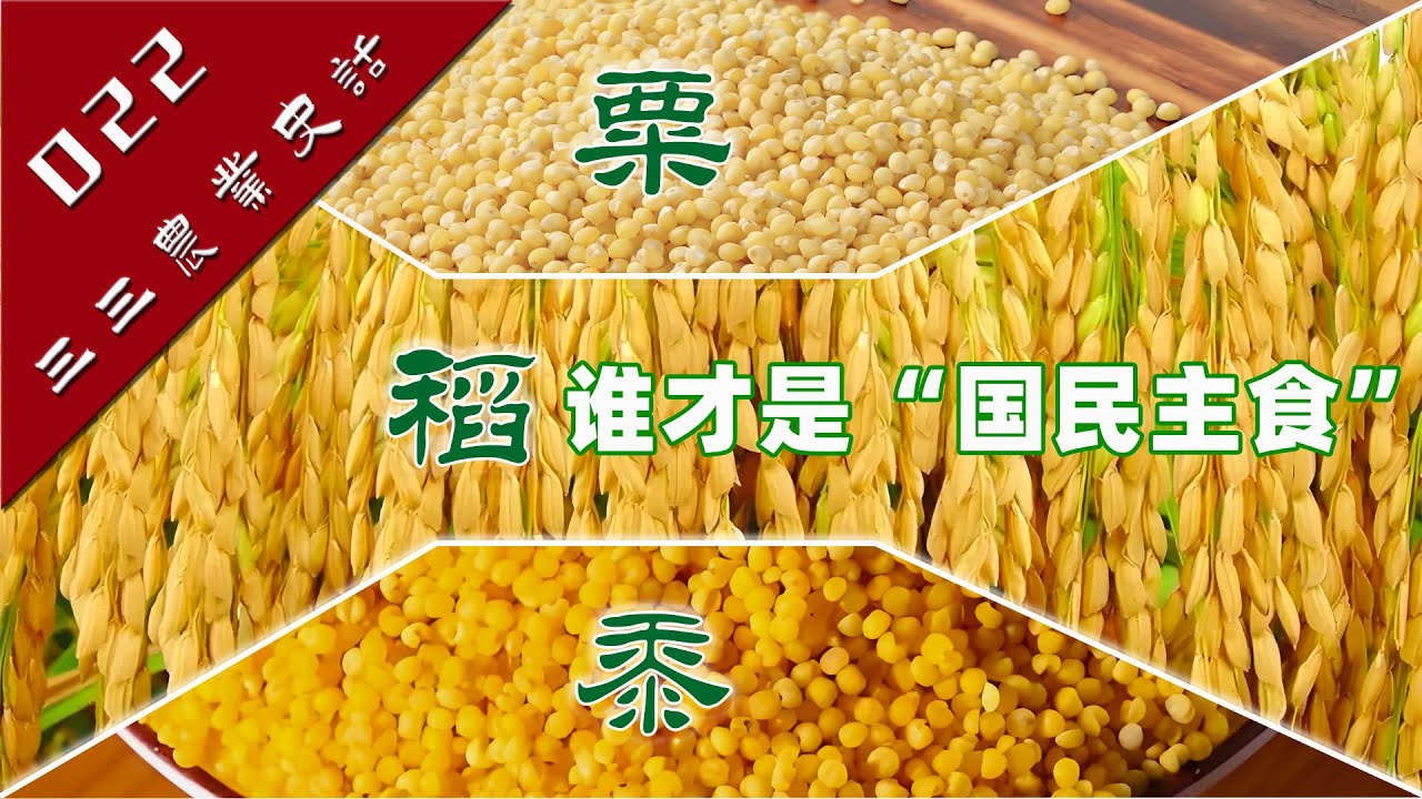【古代粮食天团C位之争】粟、黍、稻：谁才是中华文明真正的“国民主食”？|南稻北粟的格局与变迁【三三农业史话022】#粟黍稻#小米#黄米古代人吃 ...