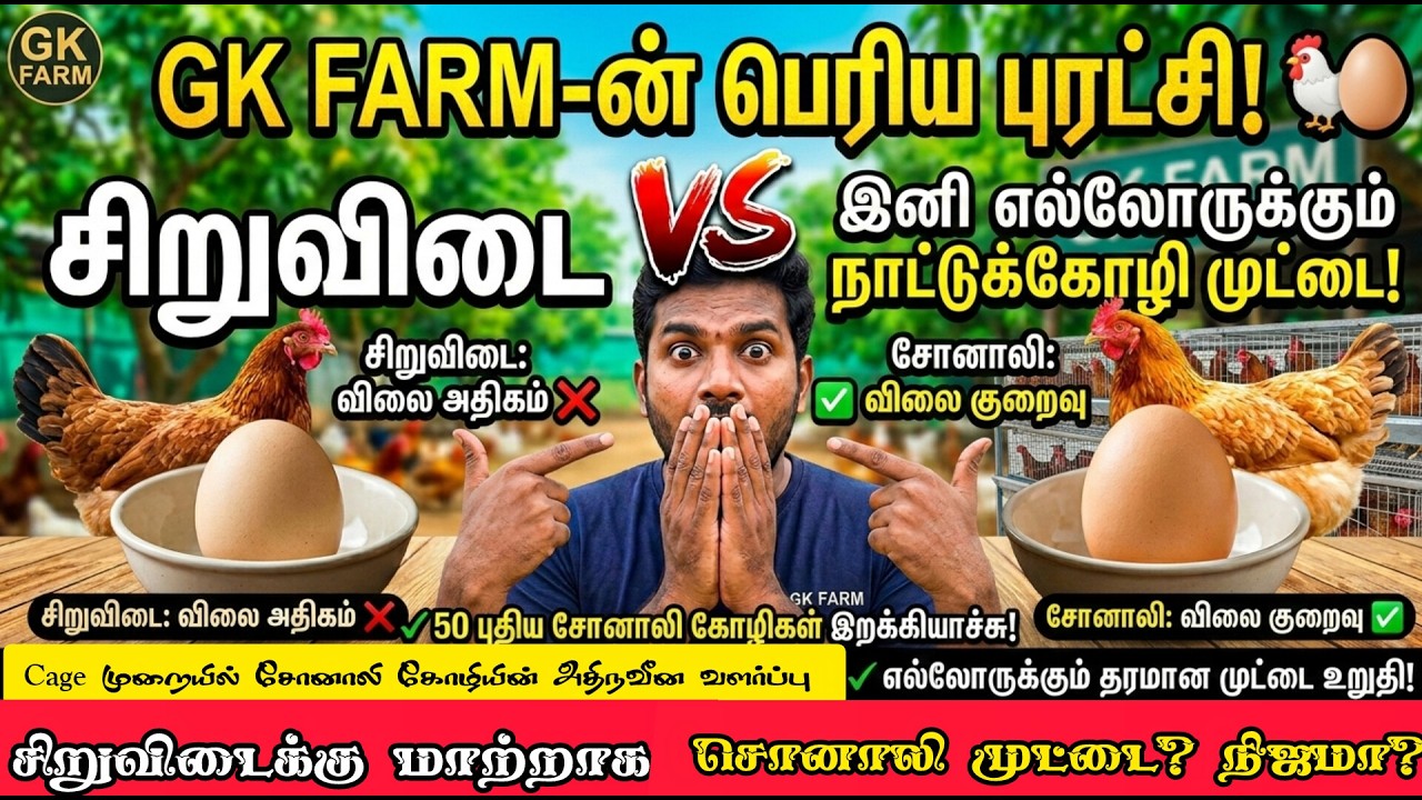 ​சிறுவிடை VS சோனாலி: முட்டை சுவை மற்றும் நிறத்தில் 80% ஒன்றுதான்! நிஜமா? 🐔#chicken #farming