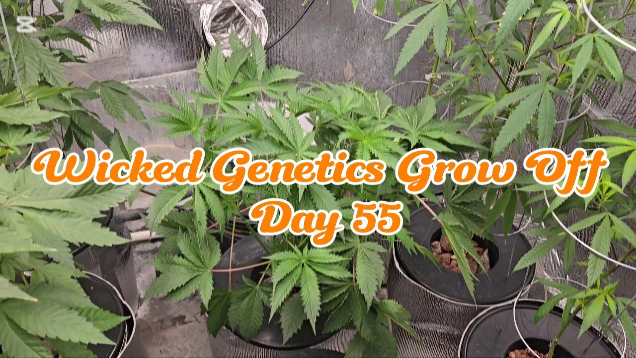 TSG420  Wicked Genetics Grow Off Day 55