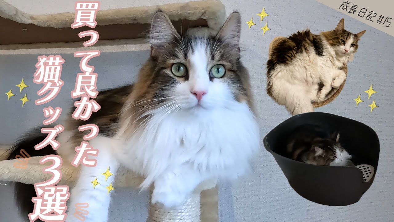 【お気に入り&便利グッズ】買ってよかった猫グッズ３選🐱✨