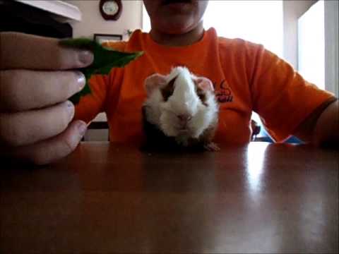 how do you make a guinea pig like you