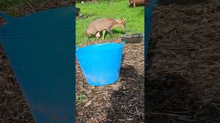 A curious Muntjac named TRIPOD.🍃