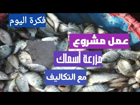 فيديو: ما هي المنتجات التي يمكن أن تحل محل الأسماك