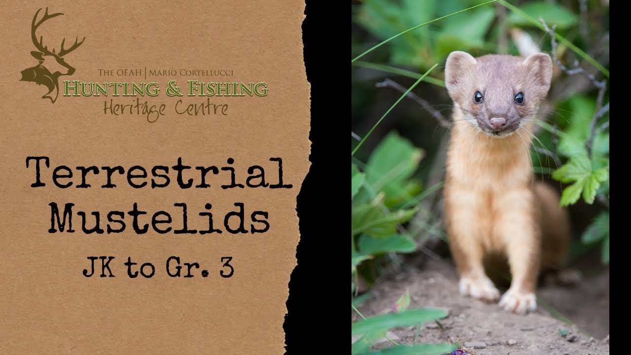 Terrestrial Mustelids JK - Gr. 3