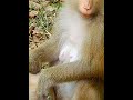 #Cutes Babies Monkey, And Daisy's baby# 283