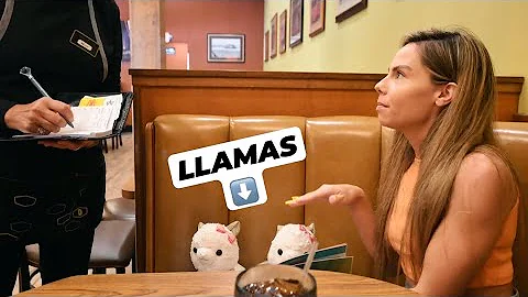 LLAMAS FLY TO SEE RACING CARS & ORDER THEIR OWN FO...