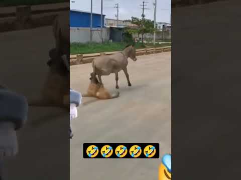 شاهد حمار يعض كلب