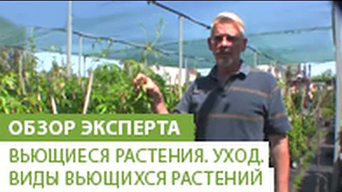 Вьющиеся растения. Уход. Виды вьющихся растений